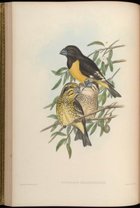 Mycerobas melanozanthos